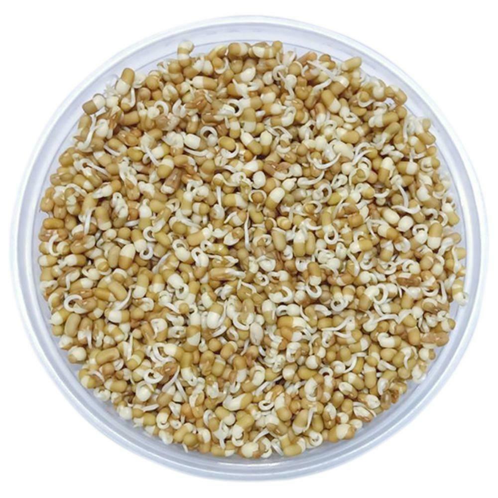 FreshPik | Matki Sprout (Approx 200 g - 250 g)