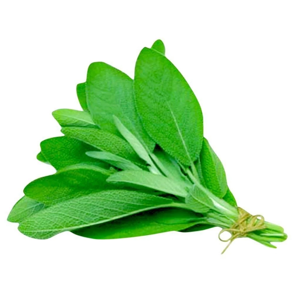 Private Label | Oregano 1 bunch 10 g